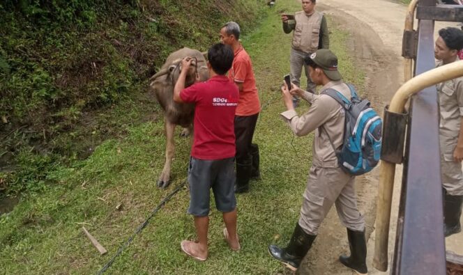 
					Dinas Pertanian Tator Lanjutkan Vaksinasi PMK dan Rabies di Dua Kecamatan