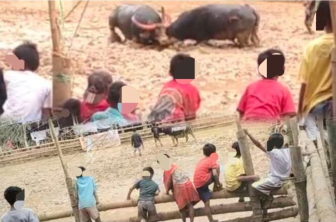 
					Dampak Negatif Arena Tedong Silaga: Akademik Terancam, Pelajar Abaikan Sekolah