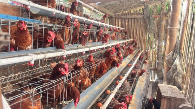 
					Bumdes Sikamalik Resmi Terbentuk di Lembang Randan Batu, Fokus Budidaya Ayam Petelur untuk Ketahanan Pangan