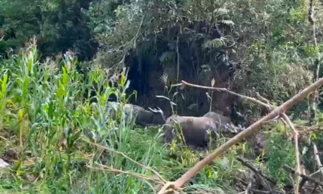 
					Sekcam Masanda Siap Pasang Badan Basmi Kerbau Liar yang Merusak Tanaman Warga di Belau Utara