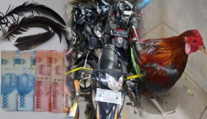 
					Gerebek Arena Sabung Ayam di Buntao, Polres Toraja Utara Sita 19 Motor dan Uang Tunai