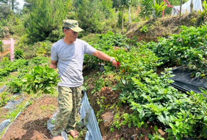 
					Inspiratif! Kepala Lembang Sangpolo Tator Sulap Halaman Kantor Jadi Kebun Cabai dan Sayuran