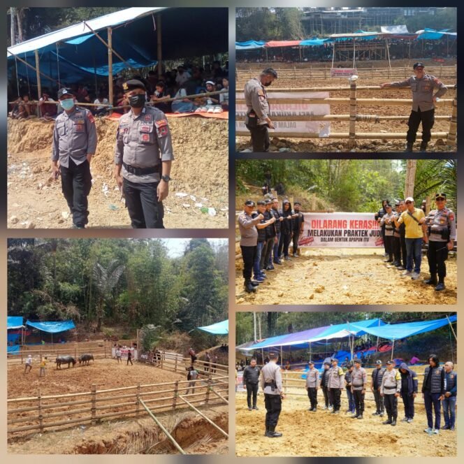 
					Polres Toraja Utara Gelar Pengamanan dan Pengawasan Tradisi Adat Adu Kerbau di Tondon
